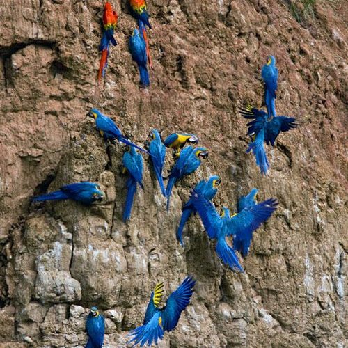 Machu Picchu & Amazon Basin