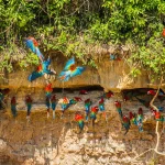 Macaw Clay