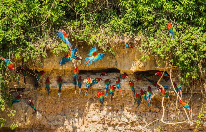 Macaw Clay