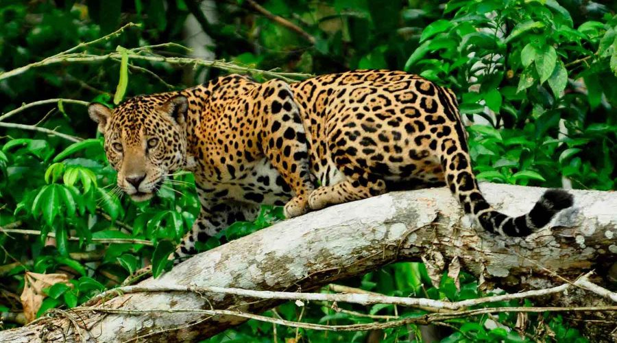 Manu National Park Tours