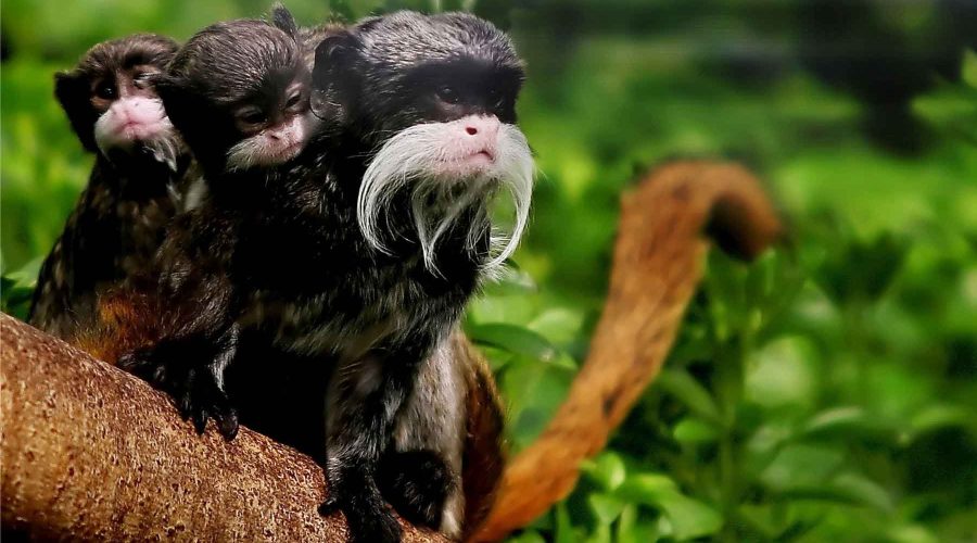 Manu National Park Tours