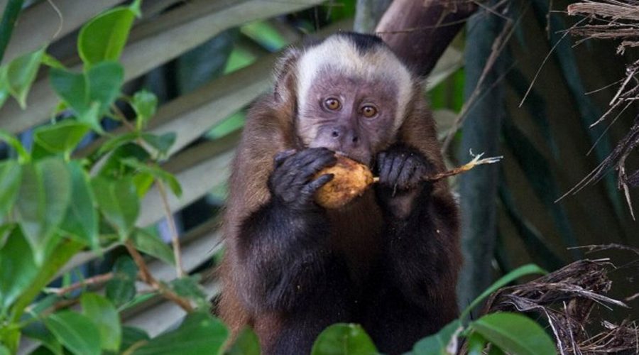 Manu National Park Tours