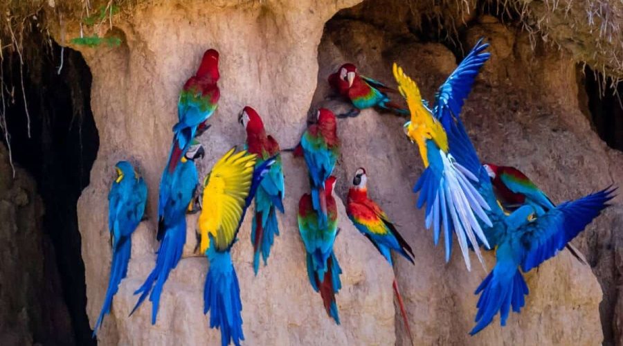 Machu Picchu & Amazon Basin